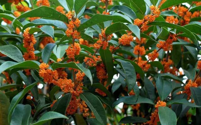 桂树香满天下,是崇高美好的"吉祥"象征.