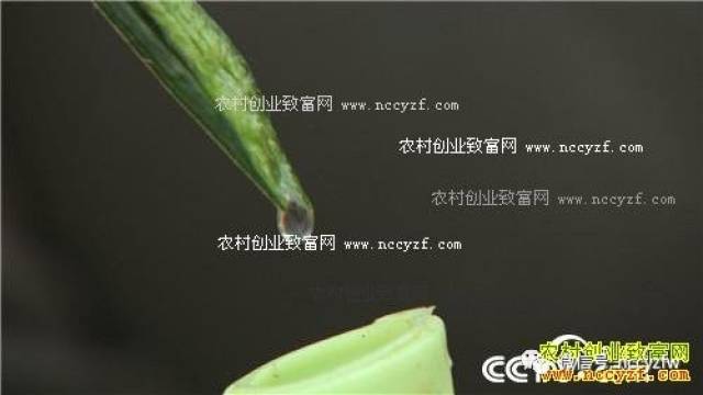 致富种植什么比较赚大钱_种植致富经_致富种植养殖