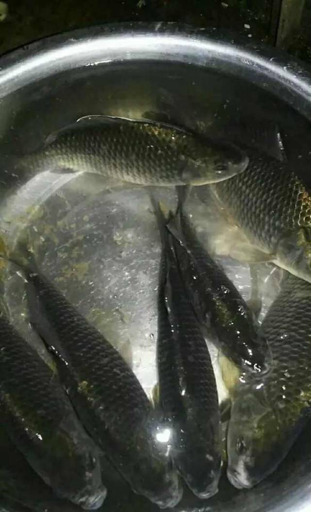 秋季野钓大鲫鱼有技巧,打好窝子能爆护