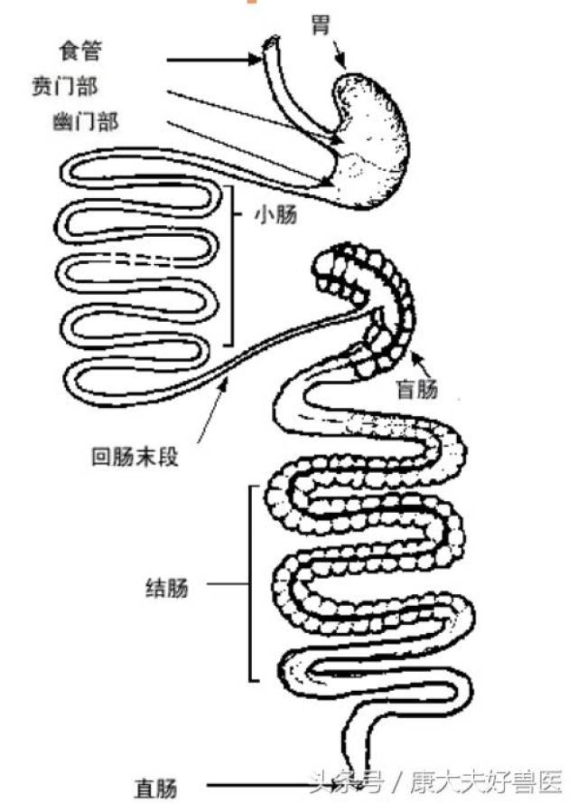 猪大肠结构示意图图片