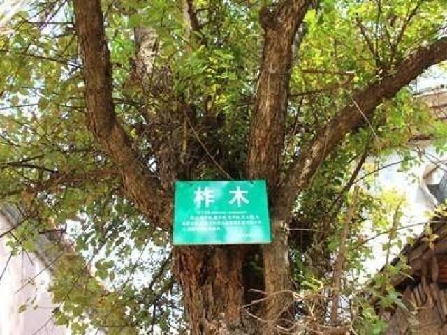 柞木因何被称为中国橡木?_搜狐网