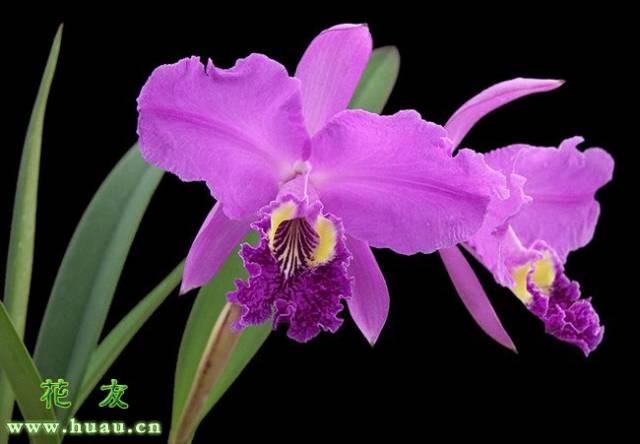 卡特兰的病虫害防治，日常养护预防是关键_搜狐网