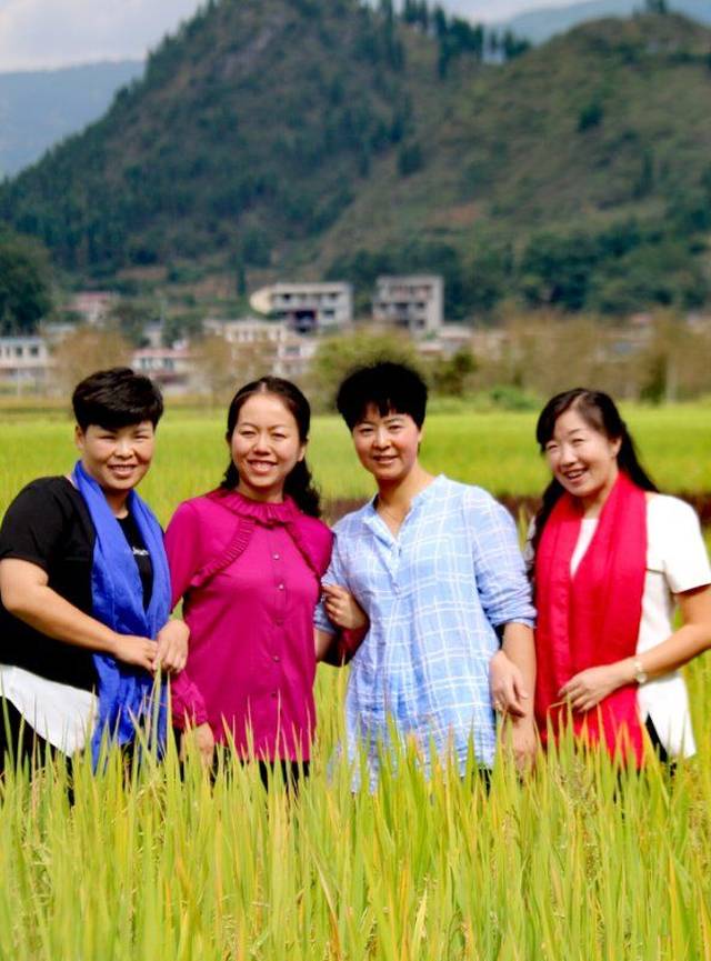 去盘州旧营,看"稻田彩绘"