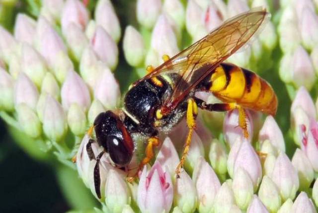 10月8日,上山捡栗子不慎被毒蜂蜇伤头部,面部及左上肢,当天下午被紧急