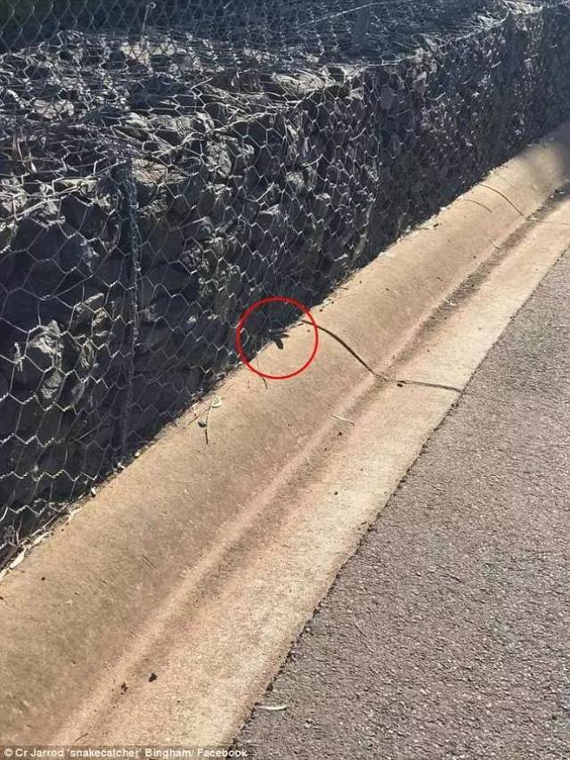 注意了!澳大利亚毒性最强的蛇已入侵墨尔本,就