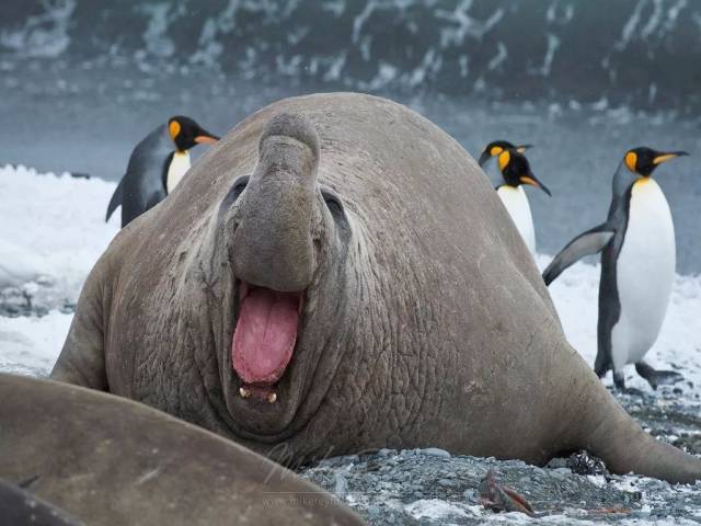 海豹界的表情担当:象海豹