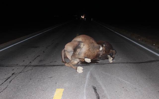 一司机在内蒙古无人区撞死骆驼逃离后现场 想跑没那么容易