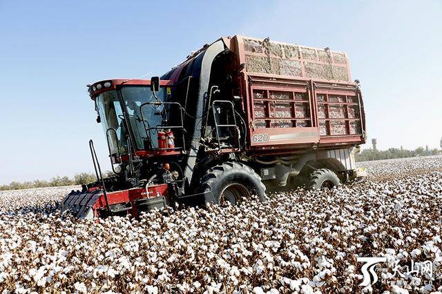 一辆采棉机在昌吉市庙尔沟乡阿克旗村的棉田里采收棉花.