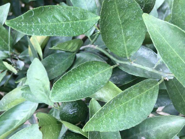 揭秘丨大生,不一样的代森锰锌