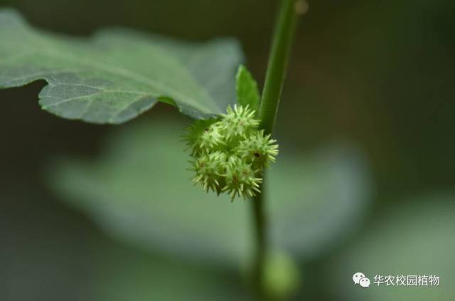 梵天花的果实图片图片