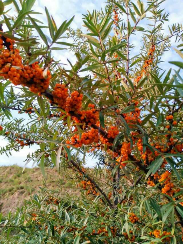 甘南的沙棘熟了