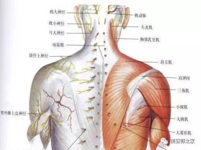 人体的衰老从肩颈开始肩颈是毒素最容易堆积的地方,是致病的关键