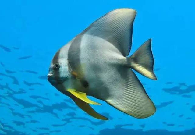 rlyl物种说今日圆眼燕鱼orbicularbatfish