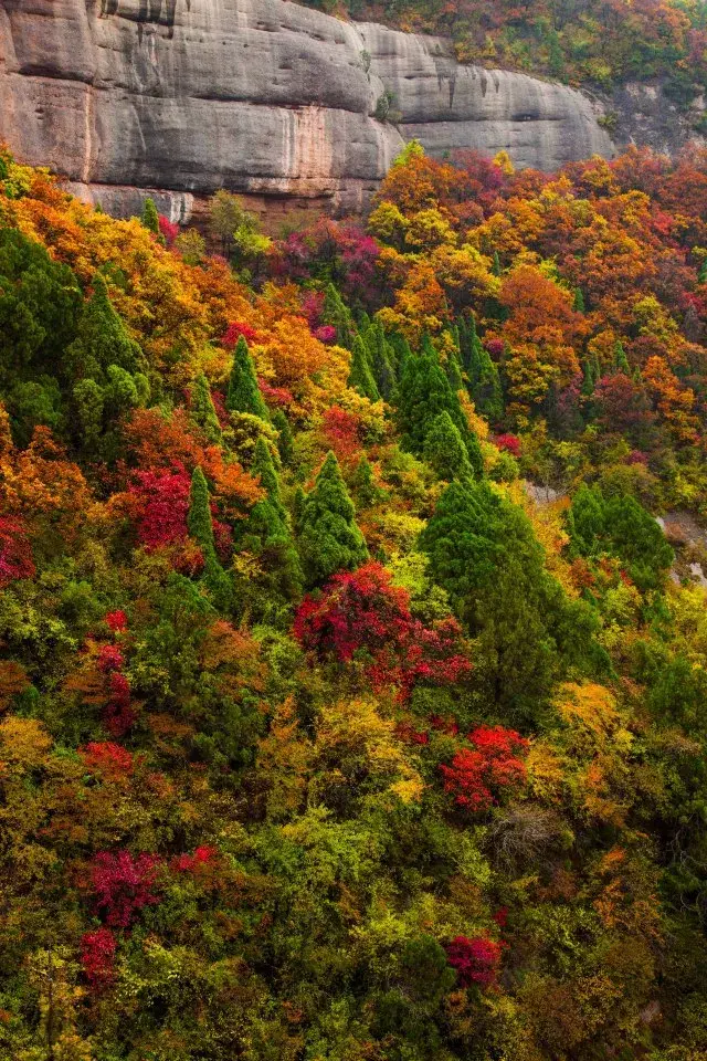 金秋十月,讓你和照金香山紅葉同框