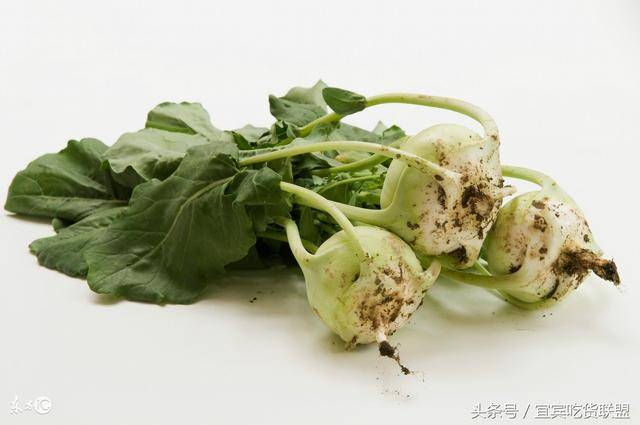 又名芜菁又称葑(feng),俗称大头菜,又叫九英菘,合掌菜,结头菜,芣蓝