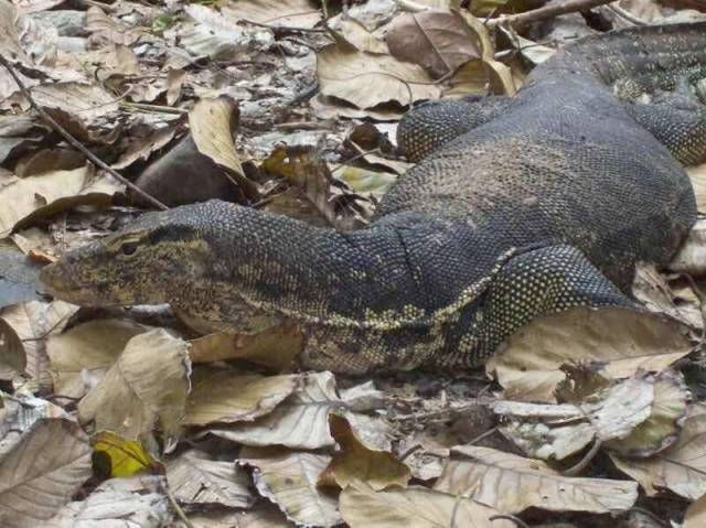 【附录二·泽巨蜥】被埋没的世界第一大蜥蜴