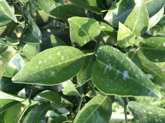 揭秘丨大生,不一样的代森锰锌