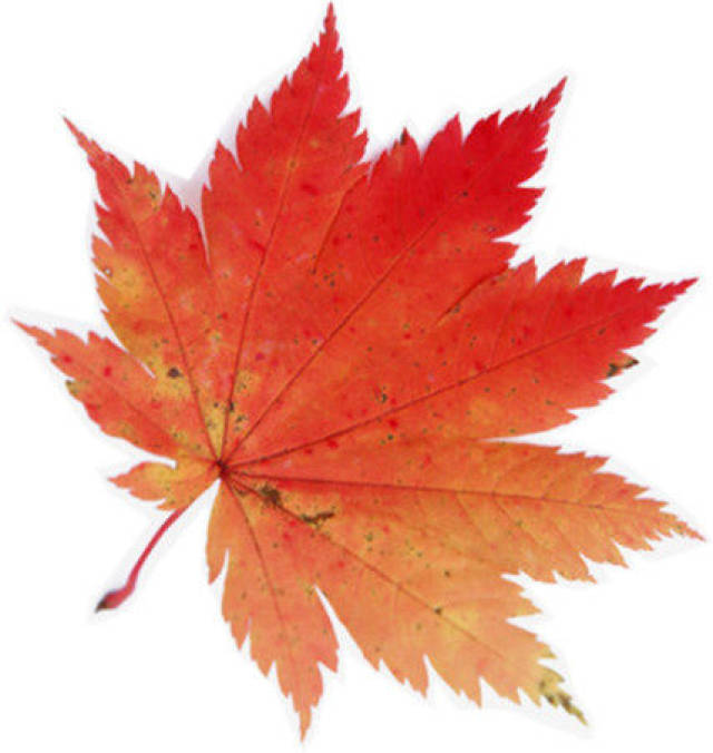 幼儿园秋季运动会园长发言稿、主持词以及金牌