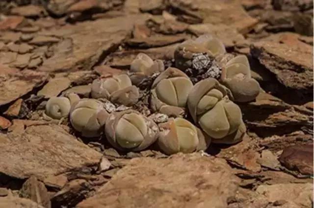 谁说石头不开花有图有真相