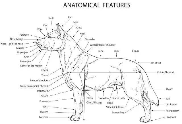 柯基犬骨骼结构图图片