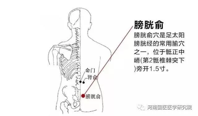 膀胱俞的准确位置图片