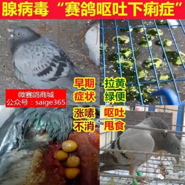 【鸽经验】腺病毒最快的处理方案