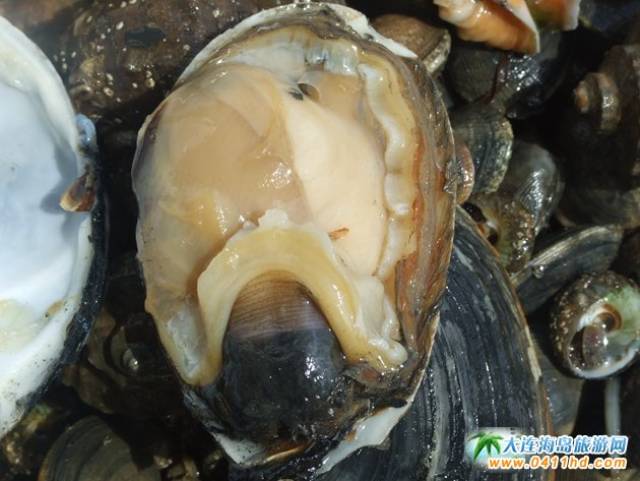 与考古有的一拼的赶海项目——挖"呲子"