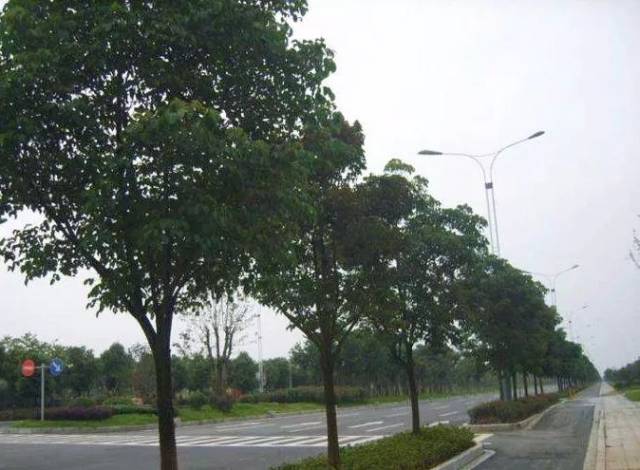 重磅|界首老城区行道树想这样种 你有意见吗?