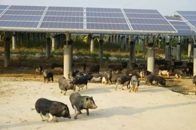 上有光伏发电,下有成群养殖——又是一个丰收年!