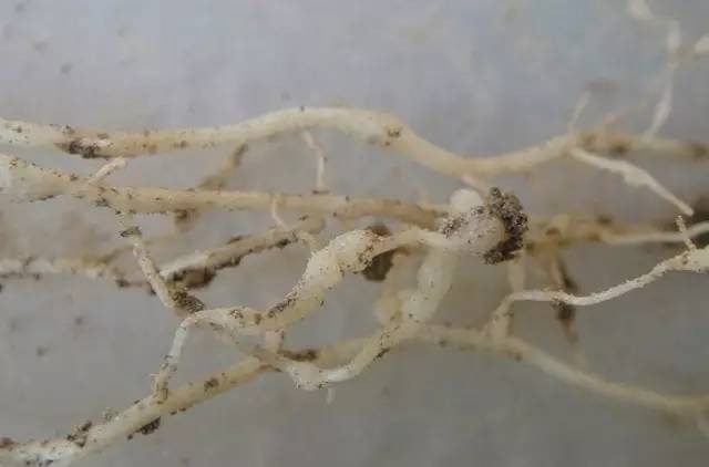 番茄根结线虫
