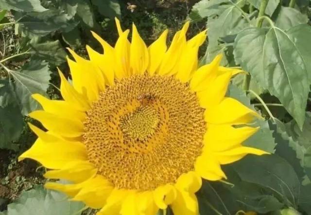 都是一张笑脸 这个秋天 快来燕山景区拥抱暖暖"小太阳" 做个"花痴"吧!