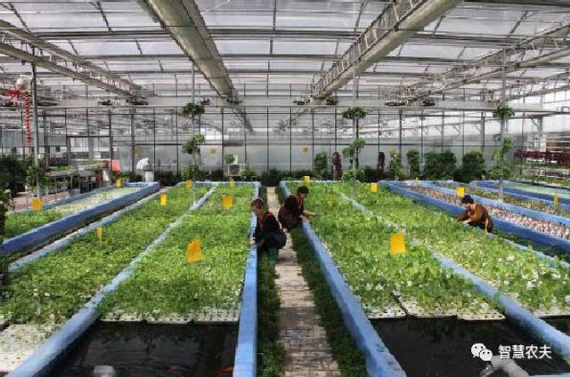 养鱼不换水,种菜不施肥,鱼菜共生引领休闲农业