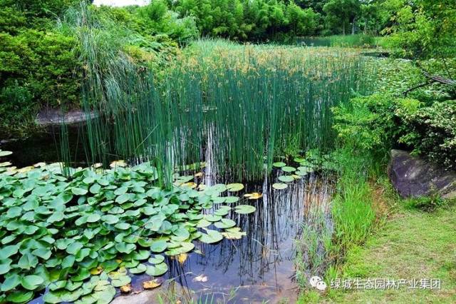 园林常用水生植物