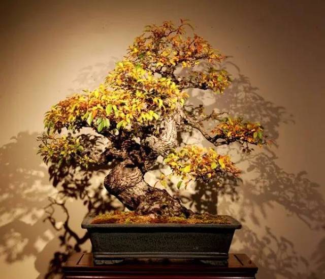 豆梨robert f.drechsler 1977年培养