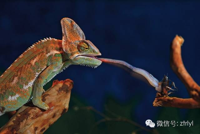 变色龙的喂食方法