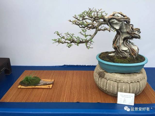 高清版:首届浙江盆景大师展,赶紧啦!还有四天结束咯