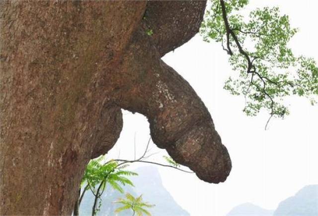 中国10大羞羞奇景:纯天然的人体器官