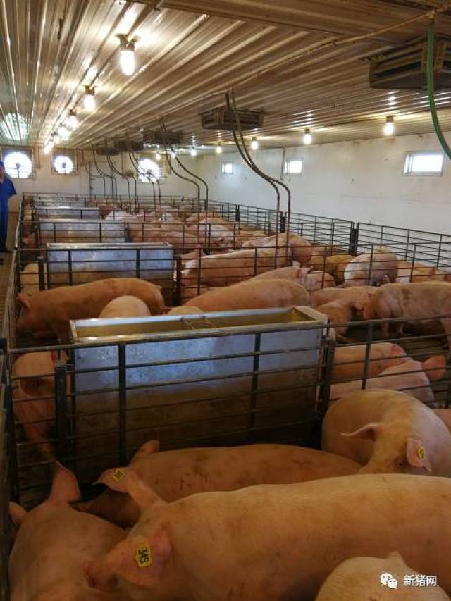 硕腾赴美考察团拜访美国印第安纳波利斯"异普克"示范猪场,现场感受"