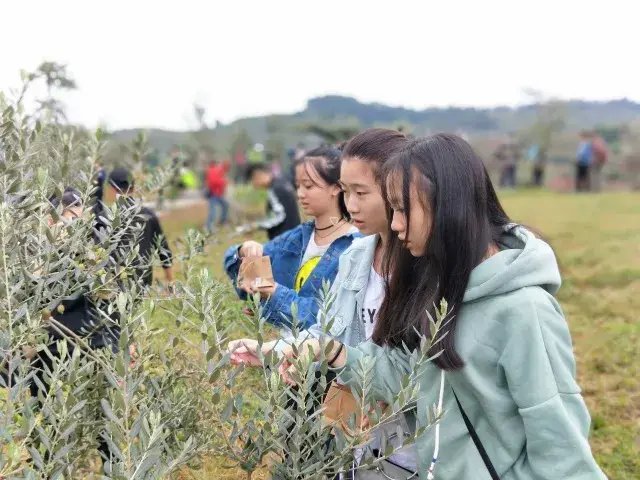品鲜果,赏影画,做直播,这场"橄享"之旅玩得大!