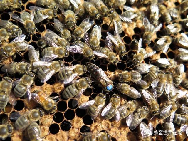 新疆黑蜂在尼勒克县种蜂场的越冬_手机搜狐网