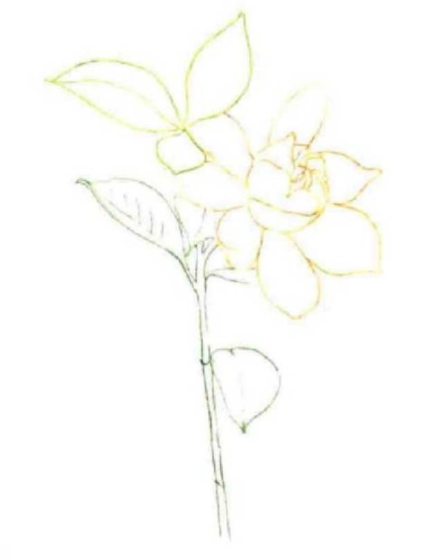 干货丨清新芬芳的茉莉花,你知道如何用彩铅来绘制么?