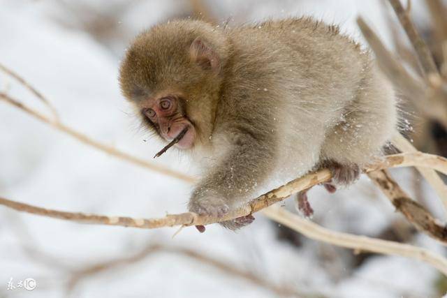 1968年出生:49岁属猴人,最终还是逃不过天灾