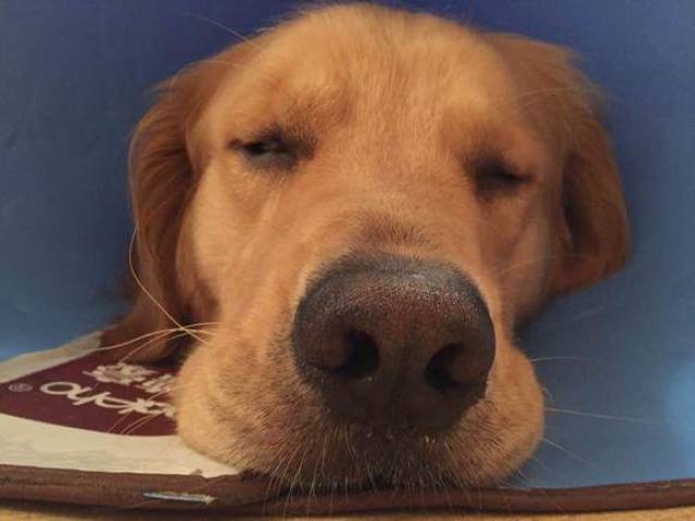 一岁半公金毛绝育经历,看着他这么绝望,我很伤心!