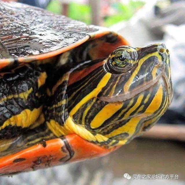 滑彩龟属发现新种啦