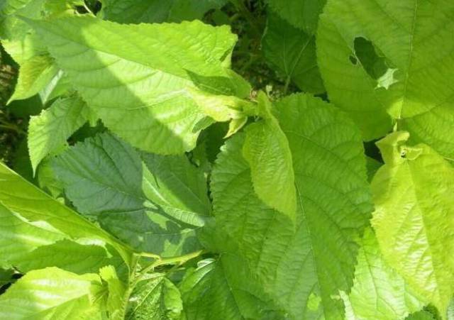 桑葚树上有一物润肺止咳清肝明目却被人们忽视了