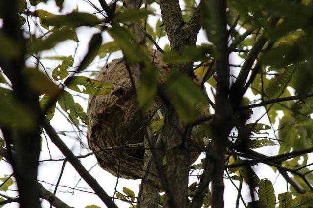 危险:这里有葫芦包蜂!