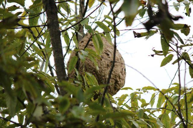 危险:这里有葫芦包蜂!