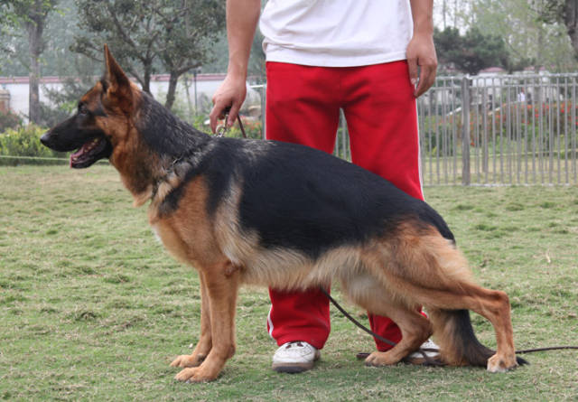 赛级犬:拿一次国际冠军身价涨百倍