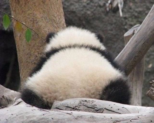 滚滚们圆润的屁股和胖乎乎的背影走一波!