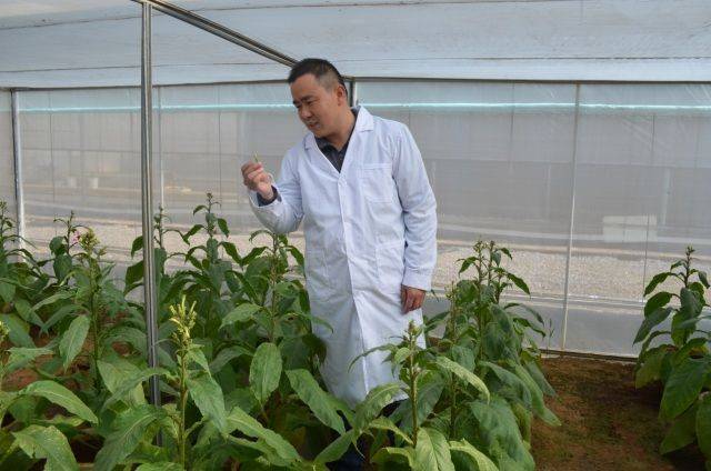 云南玉溪市局(公司)高端特色优质烟叶研发团队